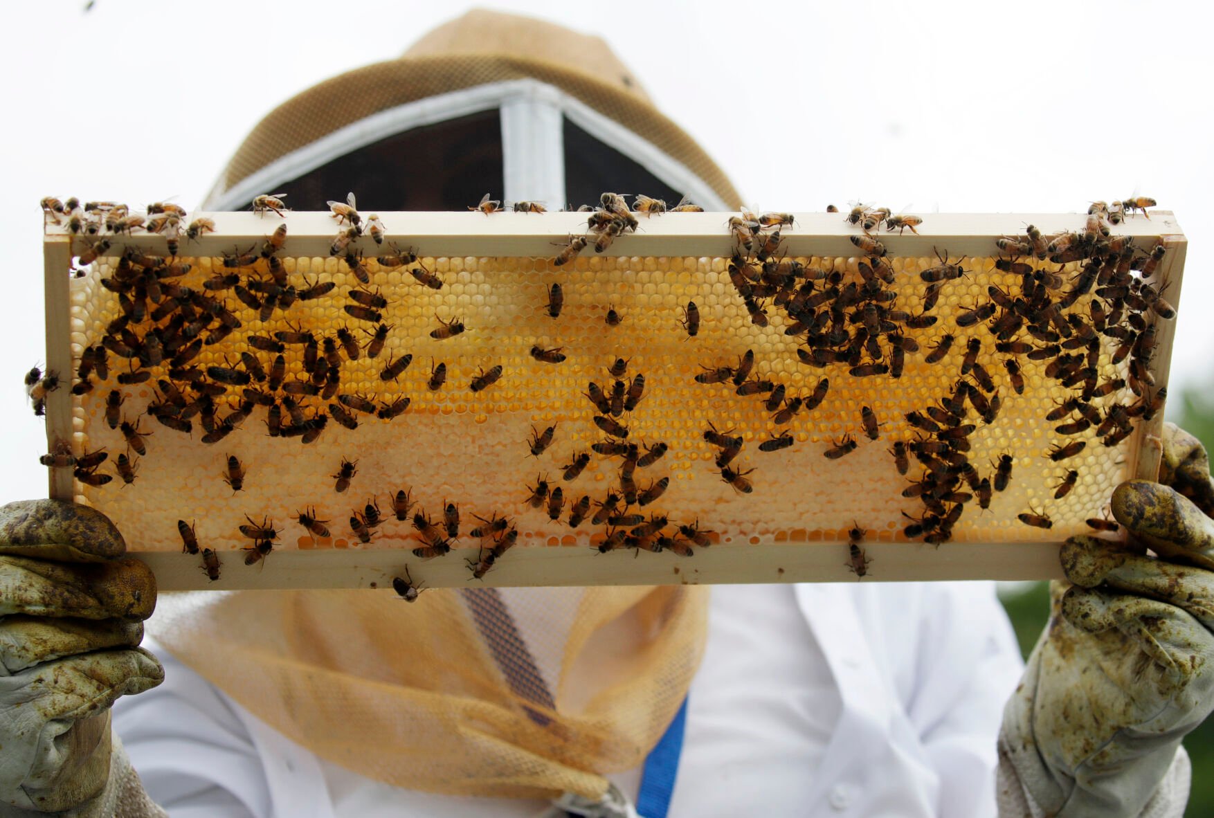 Bee Health